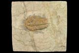 Ordovician Euloma Trilobite - Zagora, Morocco #141854-1